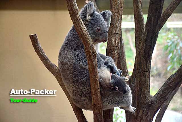 王子動物園　コアラ